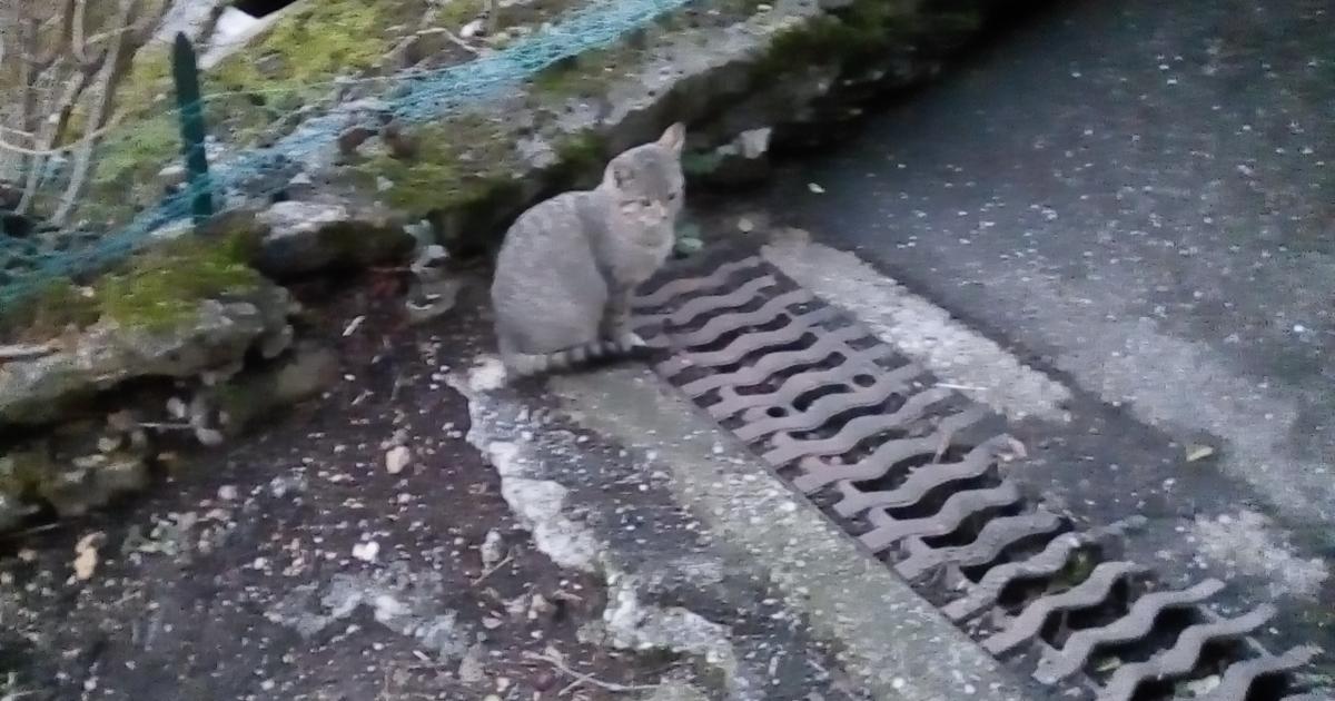 Limitar la proliferación de gatos callejeros sin matarlos