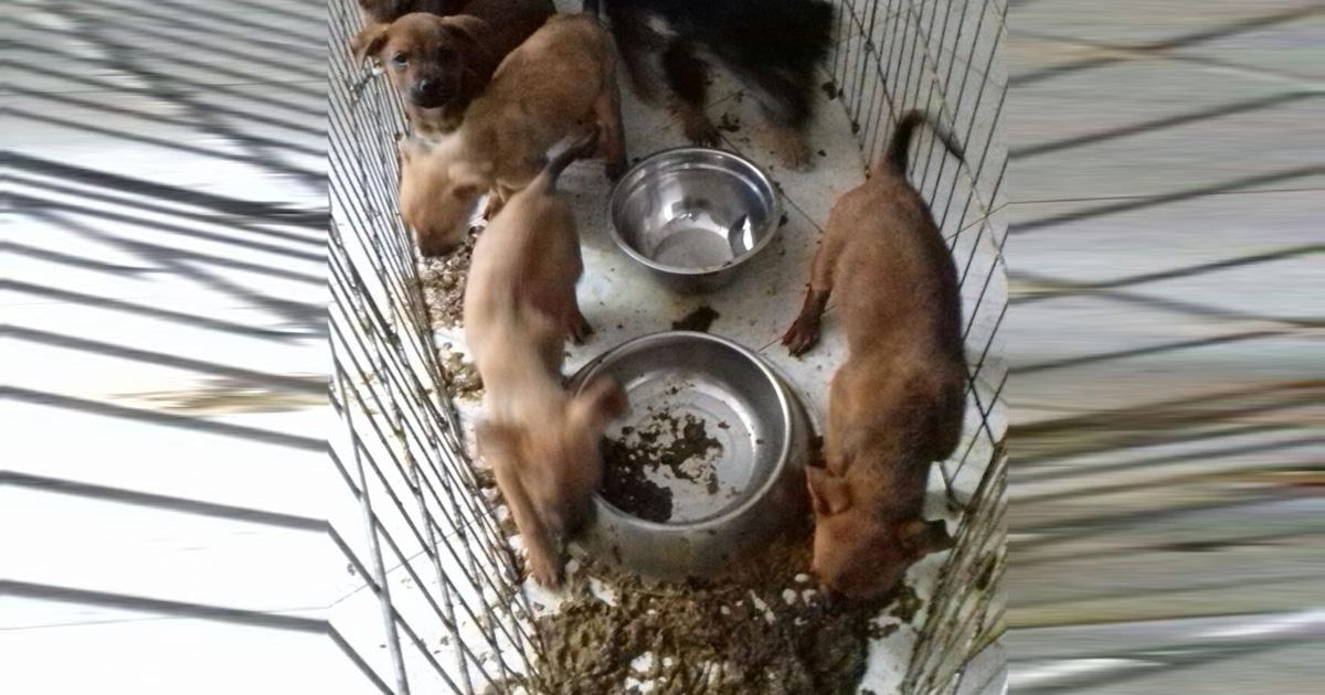 Ayuden a estos pobres animalitos que tienen una vida de sufrimiento y dolor en el centro de adopción Salvando Ángeles Peludos