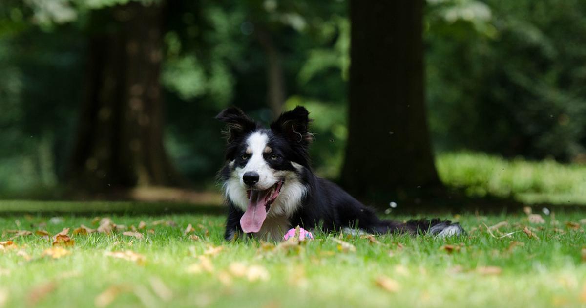 Que multen a las personas que salen con sus perros y no recogen los excrementos, les dejan mear en cualquier puerta o esquina