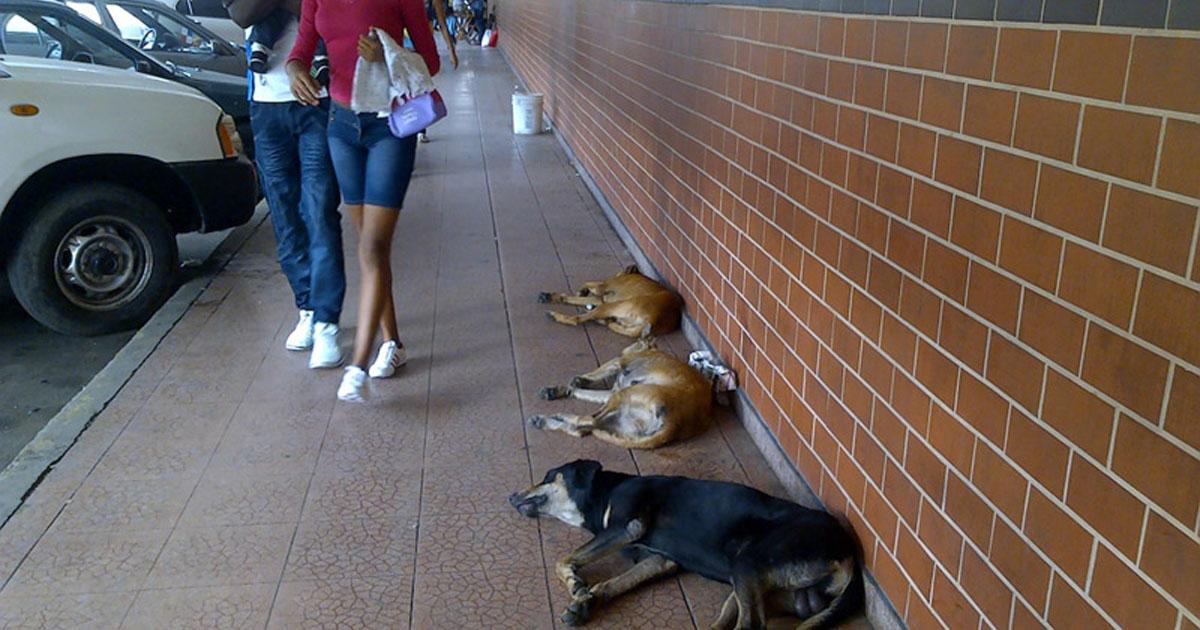 Crear un hospital para animales donde no cobren