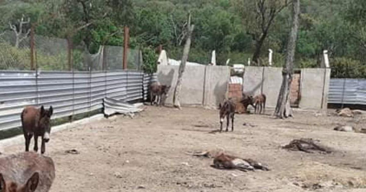 Elalami Afilal calls on animal protection associations to come together to find a solution to seized animals