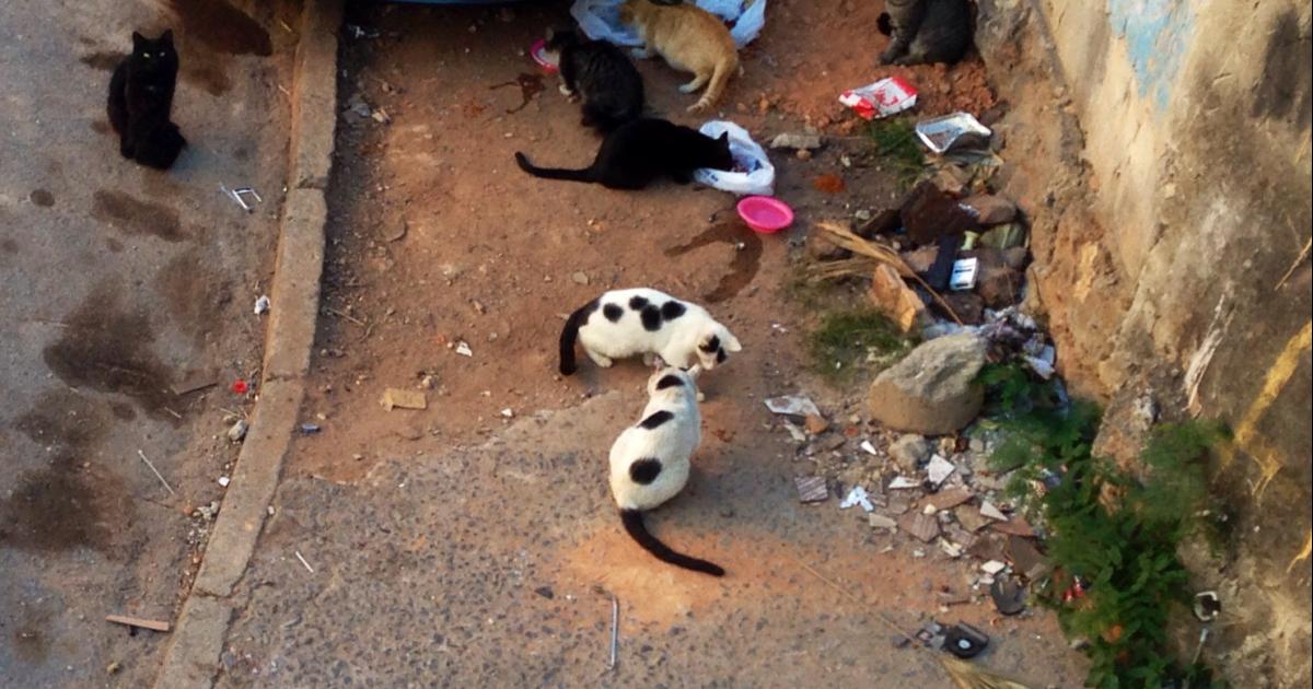 Hacer valer los derechos de los animales comunitarios (insertados en la Ley Estatal 21.970)