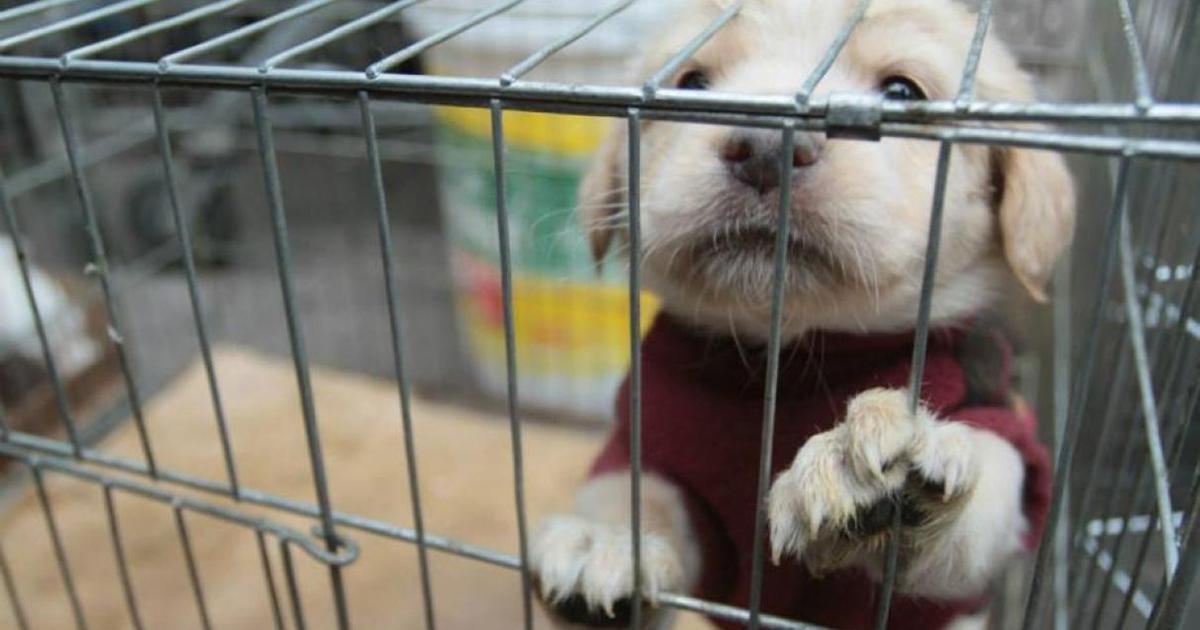 Prohibir la venta de mascotas y promover la adopción de aquellas abandonadas