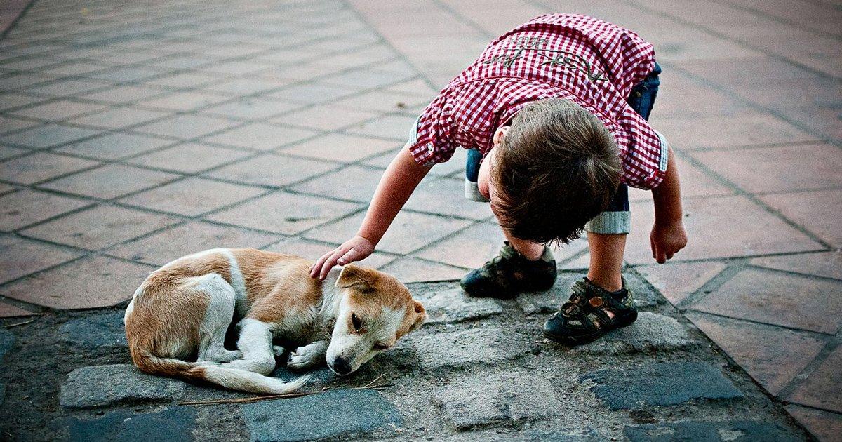 Salvar a los perros de la calle