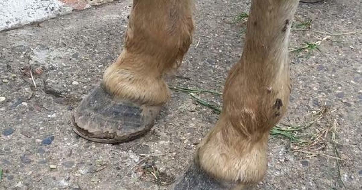 Apoyar y luchar por no más vehículos de tracción animal en Jamundí Valle