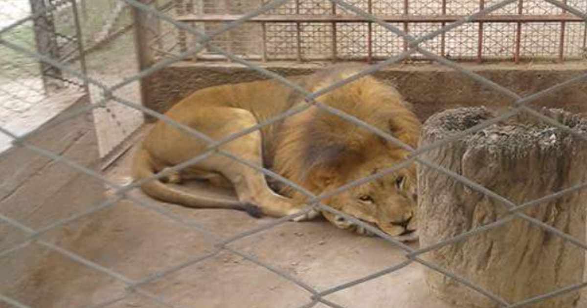 Manden al santuario destinado para los felinos