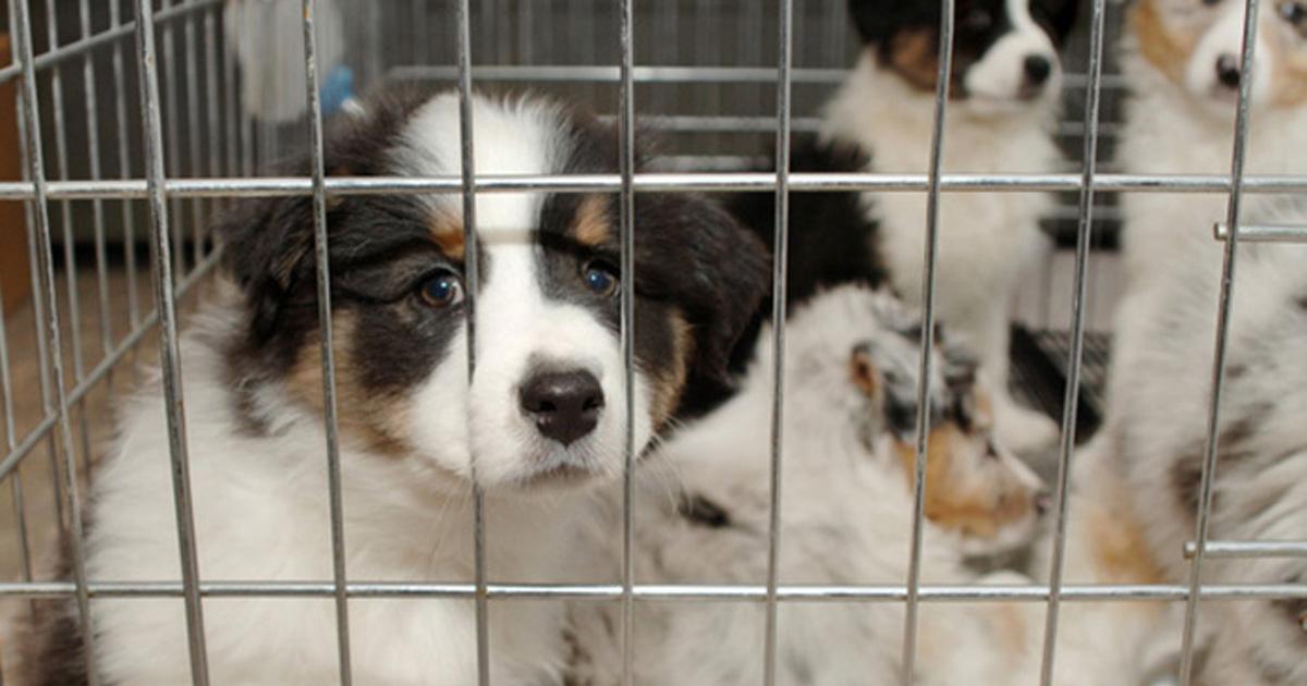 Prohibir la venta de todos los animales en tiendas de mascotas