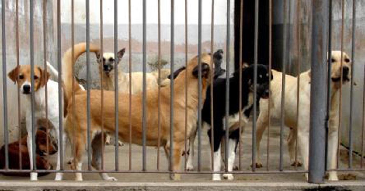 Do not allow the dogs of the city kennel to be sacrificed the way they are being slaughtered