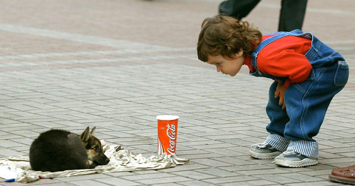 Isso abrigos para animais abandonados são criados