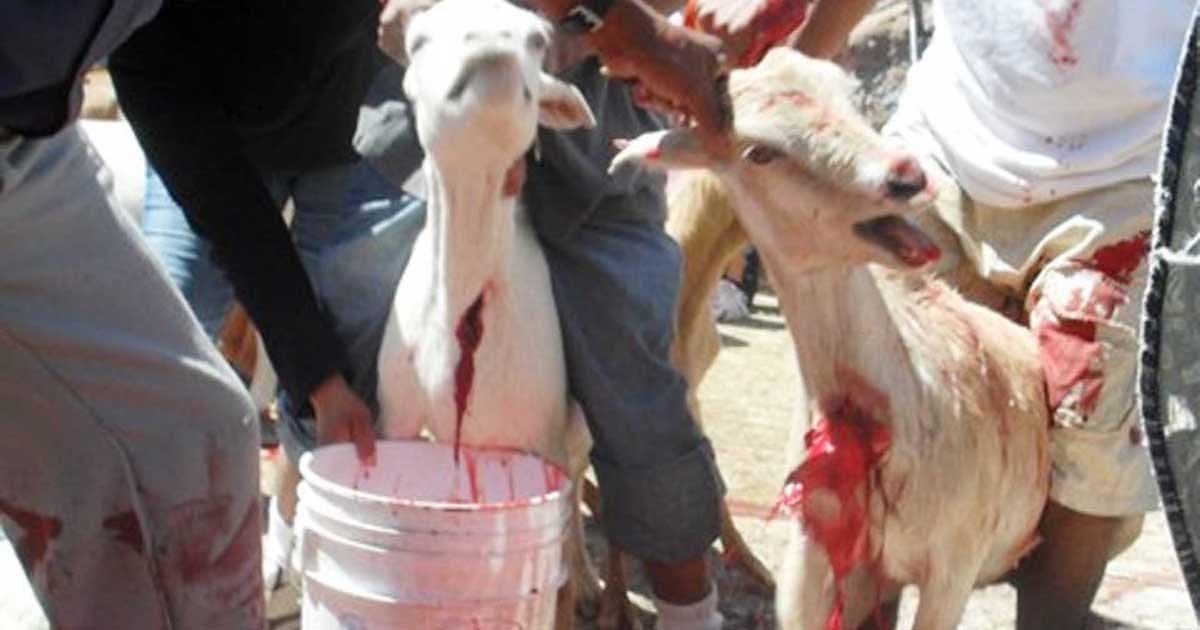 Nós levantamos nossas vozes para parar a matança cruel e atroz de Cabras
