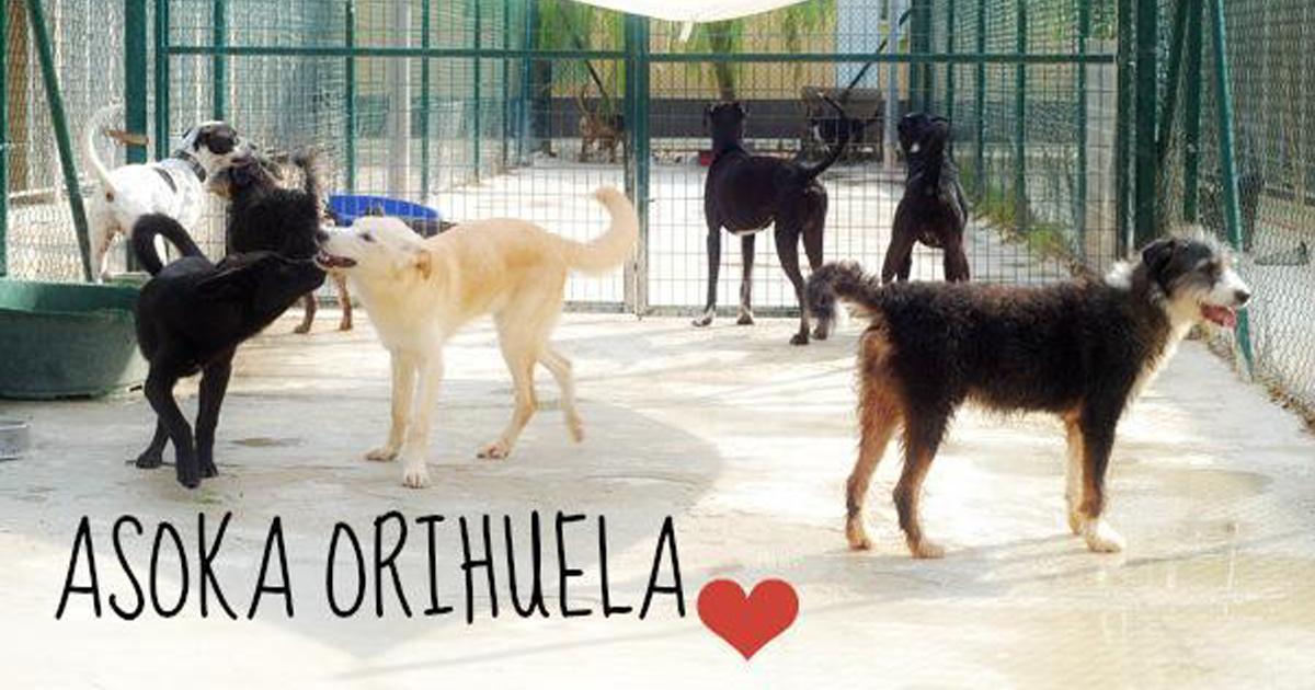 Non mettere una società parassita responsabile del rifugio per animali di Orihuela, Alicante