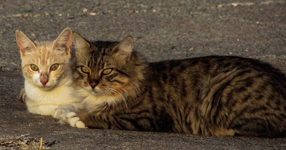 Creación de un refugio animal