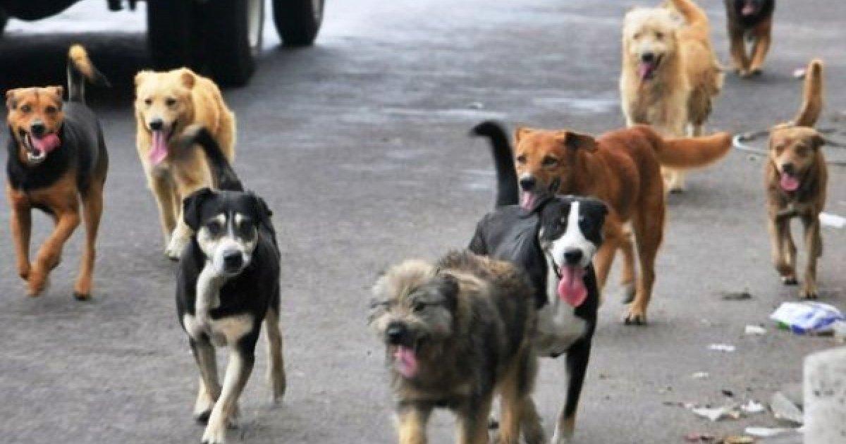 Ayez pitié des animaux et réduisez le prix des aliments pour chiens et chats