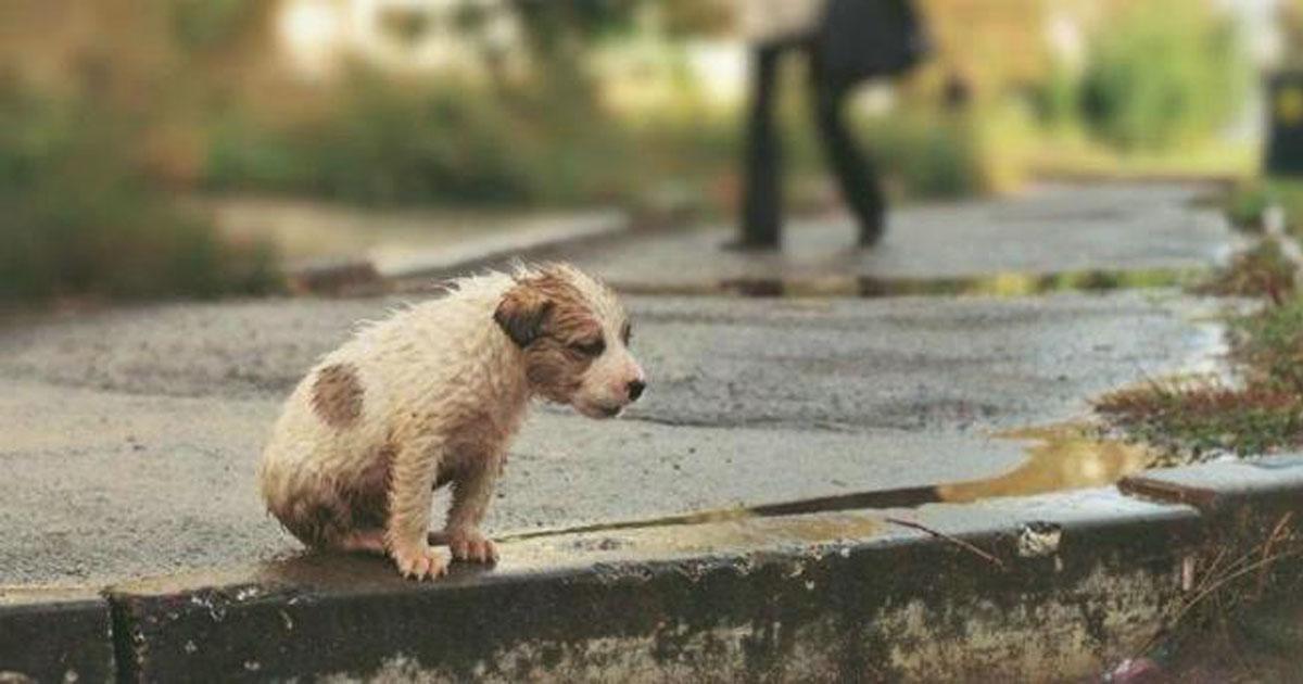 En la pasada del border entre Tijuana y San Diego venden perritos recién nacidos y los tienen en mal estado