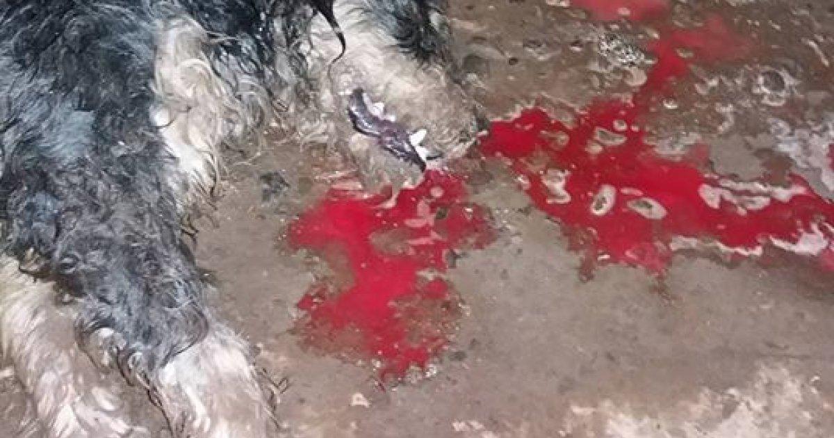 Justiça para os cães envenenados em Huanchaco