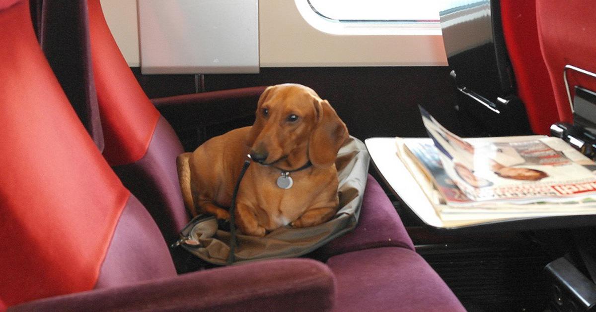 Permitir que las mascotas viajen a bordo de sus trenes