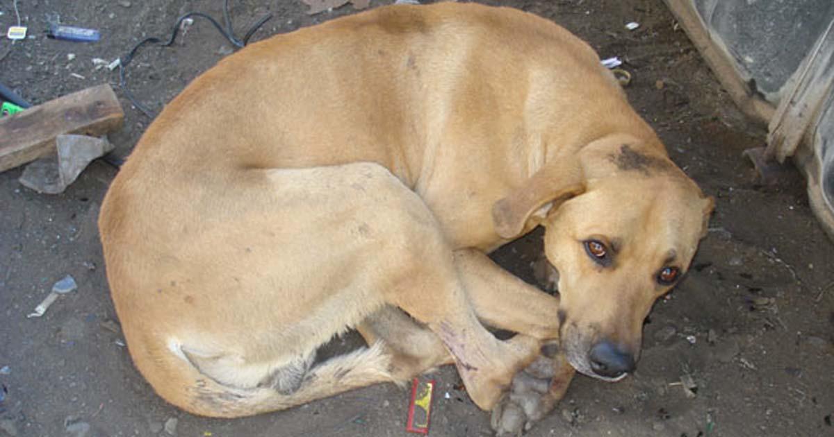 Ajuda os animais 