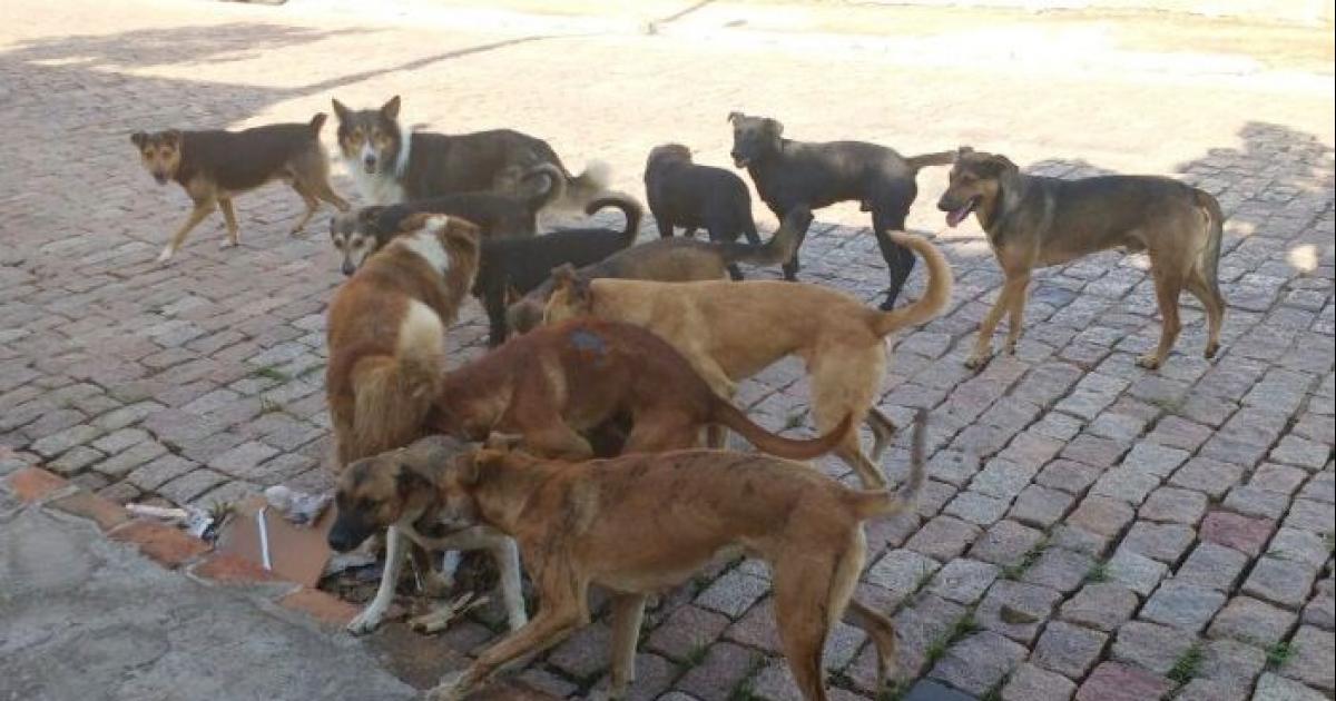 Castración de mascotas y castigo para quien abandonen y maltraten animales