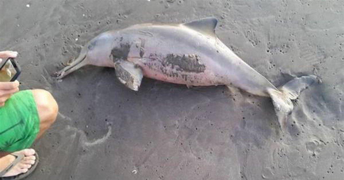 Identify and punish those responsible for the death of a baby dolphin