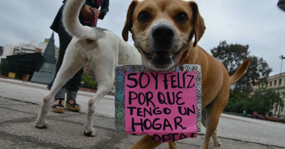 Que las mascotas tengan hogar