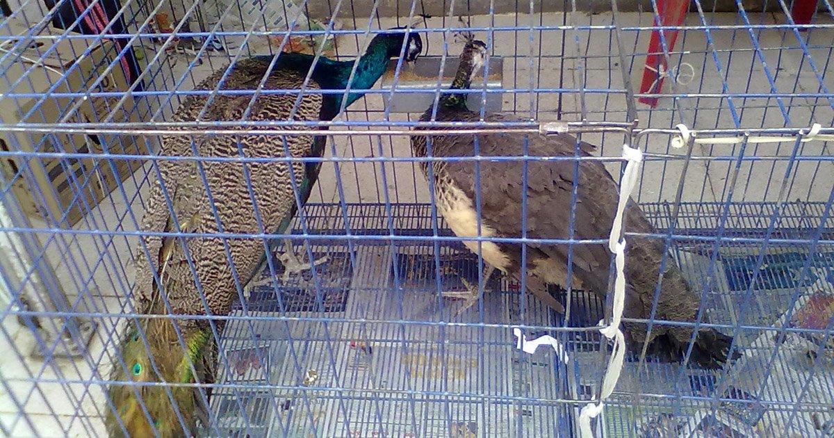 Evitar que se Vendan Animales Exóticos y en Malas Condiciones en el Mercado de Sonora (México)