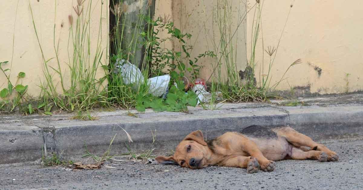 We demand the government to enforce the law against animal abuse
