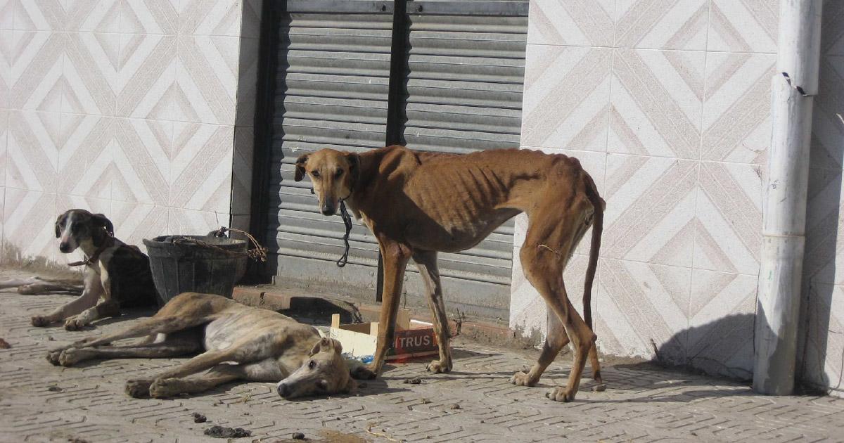 Controlen y condenen con penas de cárcel a quienes envenenan gatos y ahorquen a los galgos abandonados