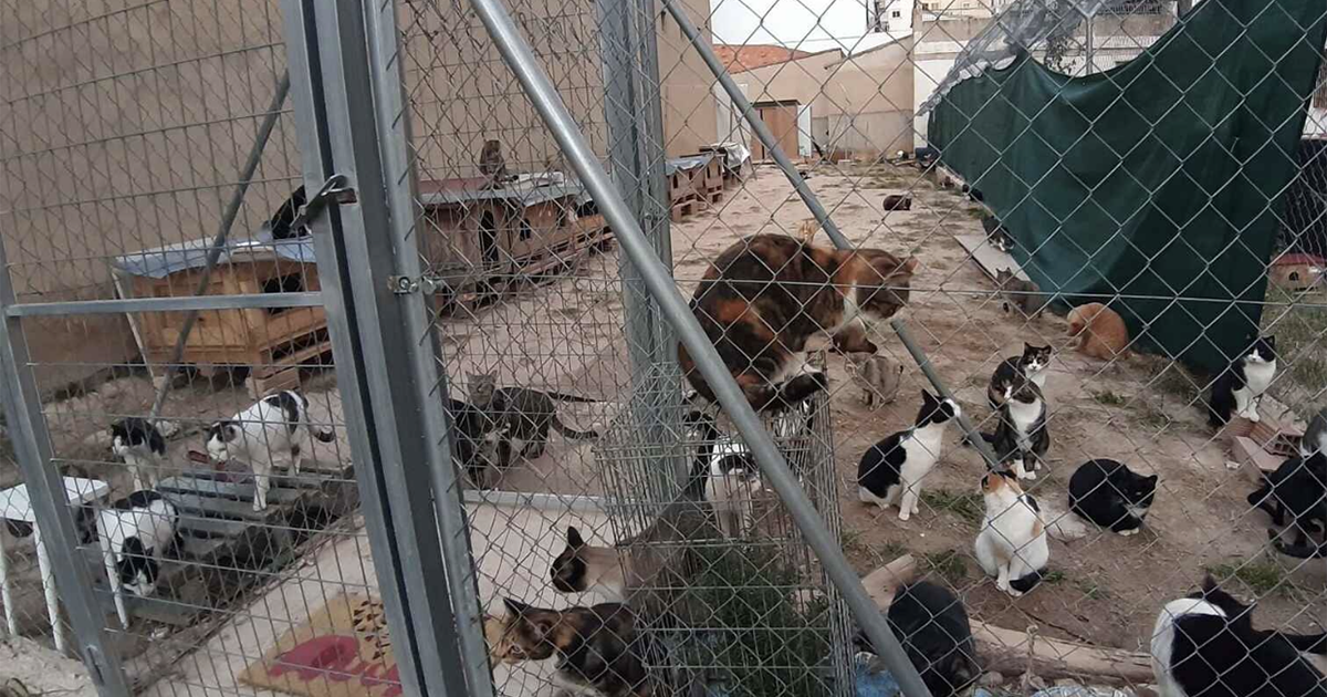 Que el ayuntamiento habilite un terreno para los gatos en Pinto, Madrid