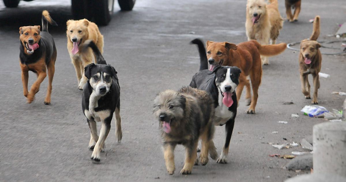 Protección y sanidad para los animales abandonados