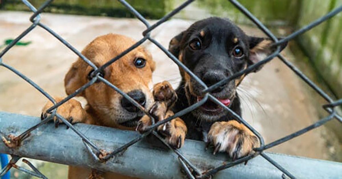 Me gustaría que el dinero de las multas se use para hacer refugios y darles ayuda a los animales de calle