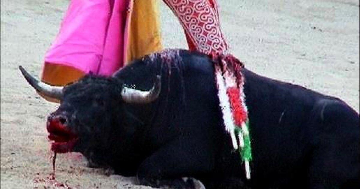 No to the "Bullfighting of La Insurgencia" in San Miguel de Allende, Mexico