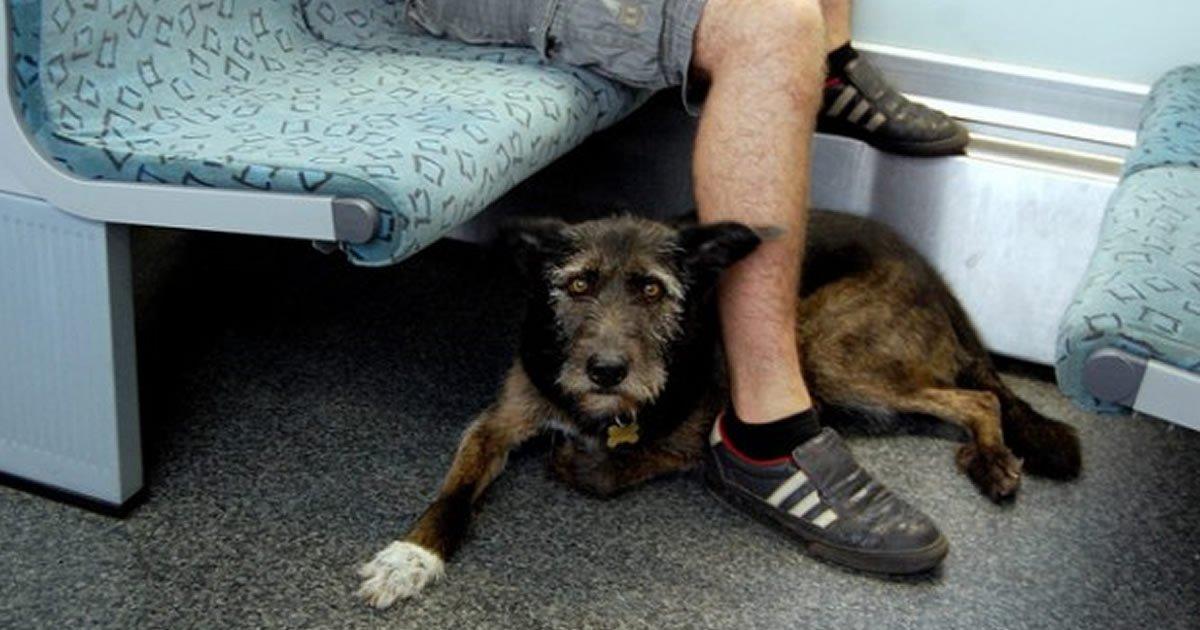 Os cães poderão viajar no Metro de Madri, nós o fizemos!