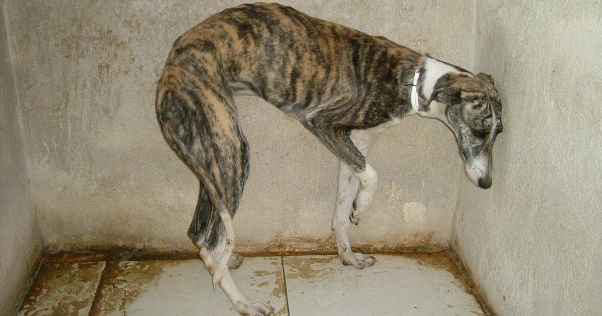 Adoption du projet de loi Greyhound Argentine interdisant les courses de lévriers à l'échelle nationale