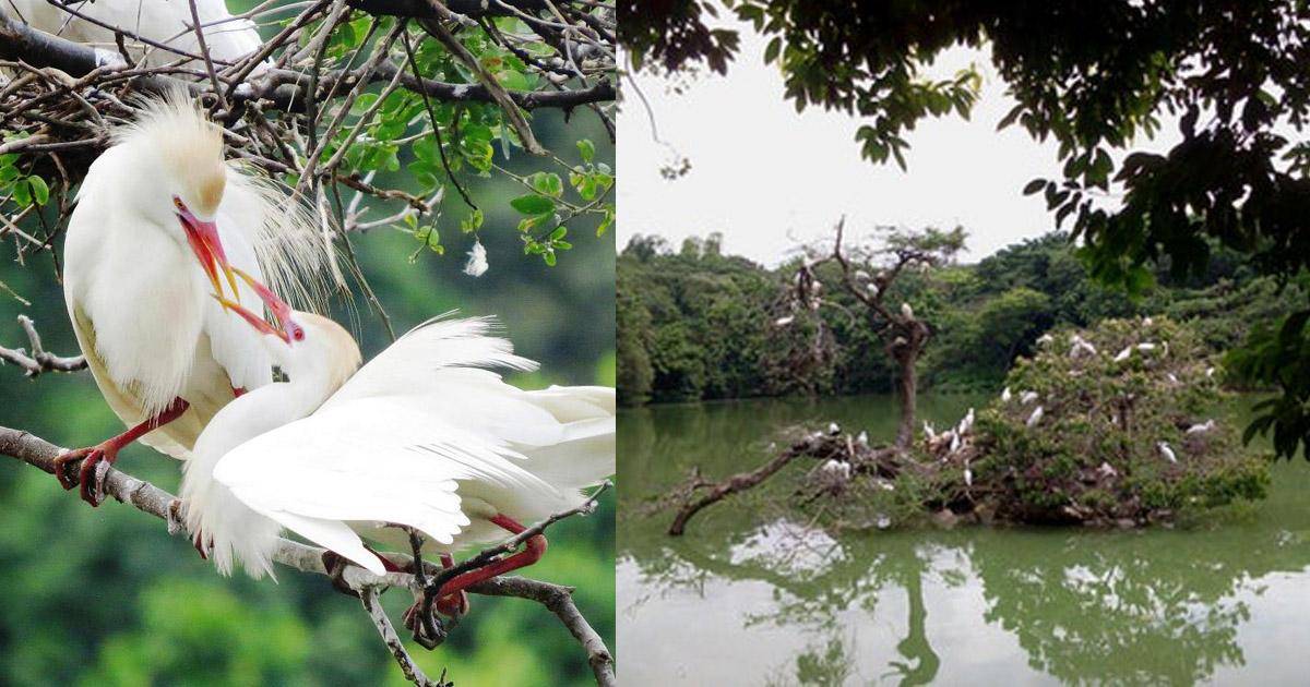 No desalojen las garzas que van a dormir en los árboles del parque principal