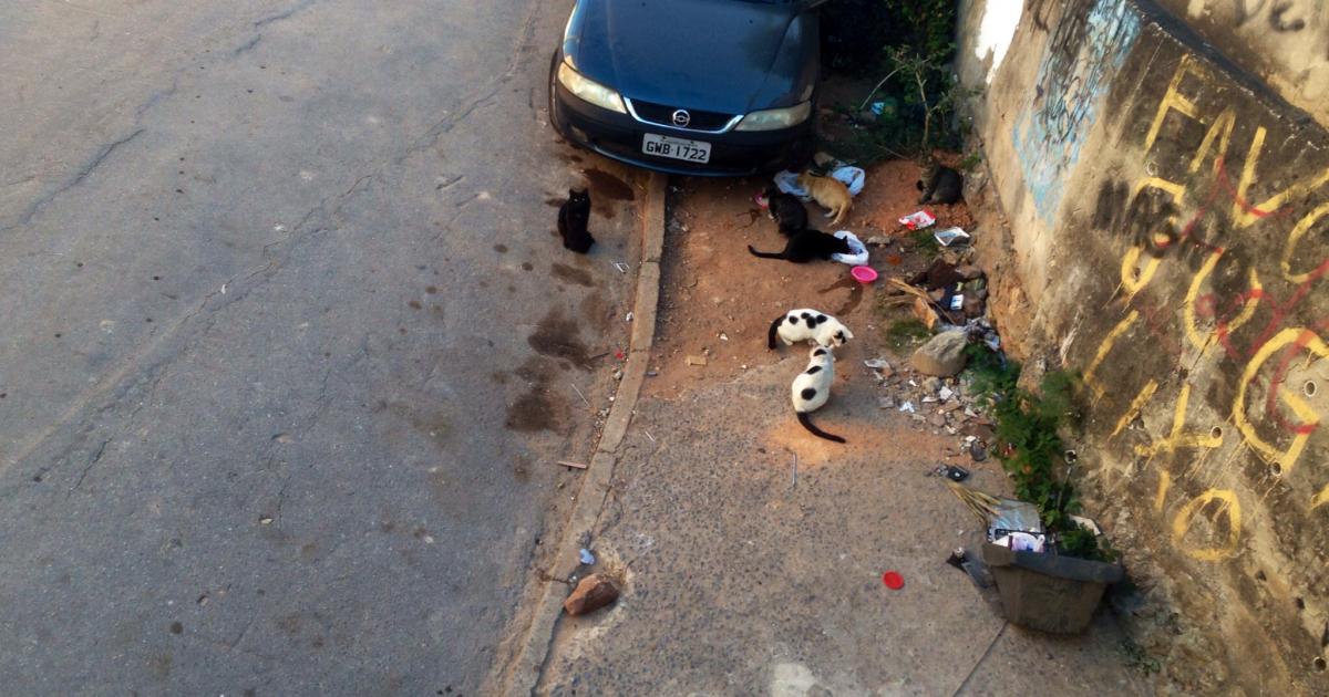 ¡Los gatos comunitarios de mi calle necesitan urgentemente el amparo de la Ley!