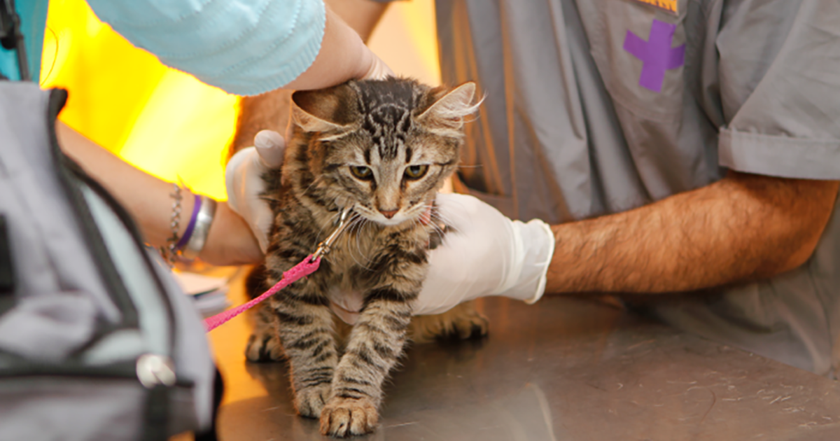 Tratamientos gratis para los animales en las veterinarias