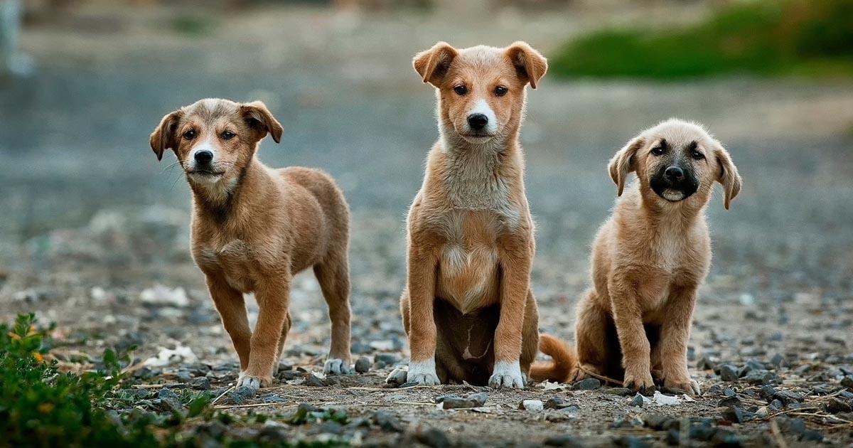 Ningún animal más abandonado ni maltratado