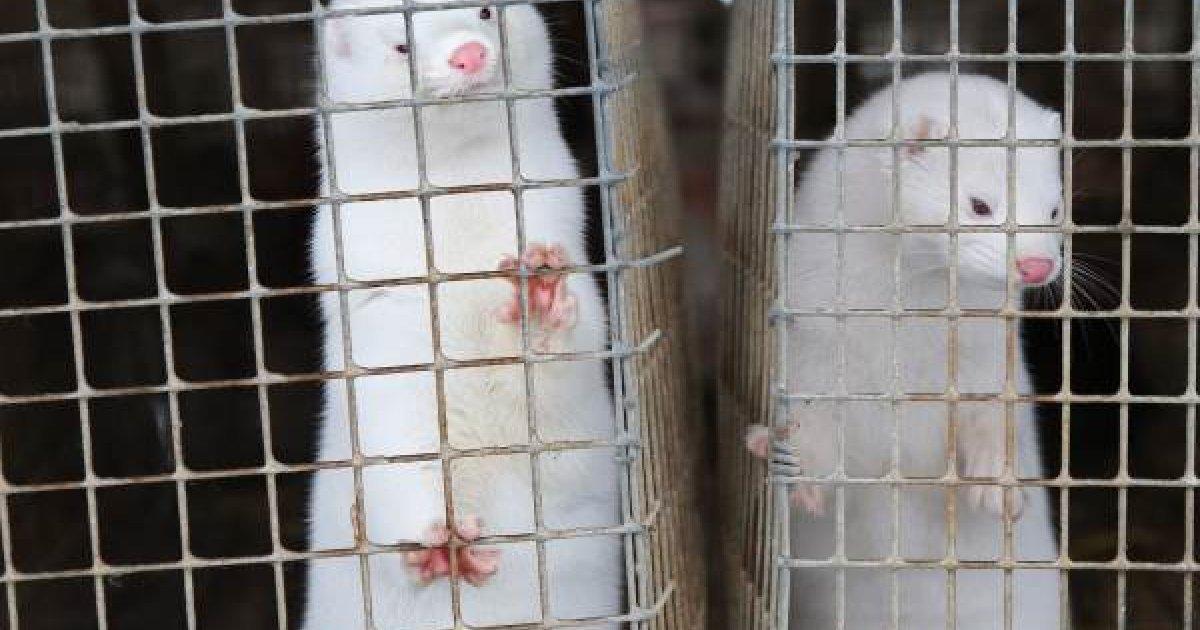 Impedir que mais animais sejam torturados e mortos para fazerem casacos de pele