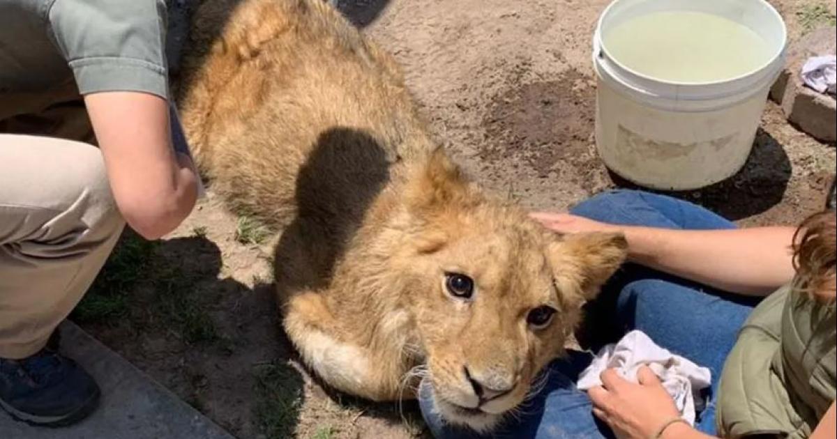 Evitar la crueldad animal y evitar el cruel cautiverio de los cachorros