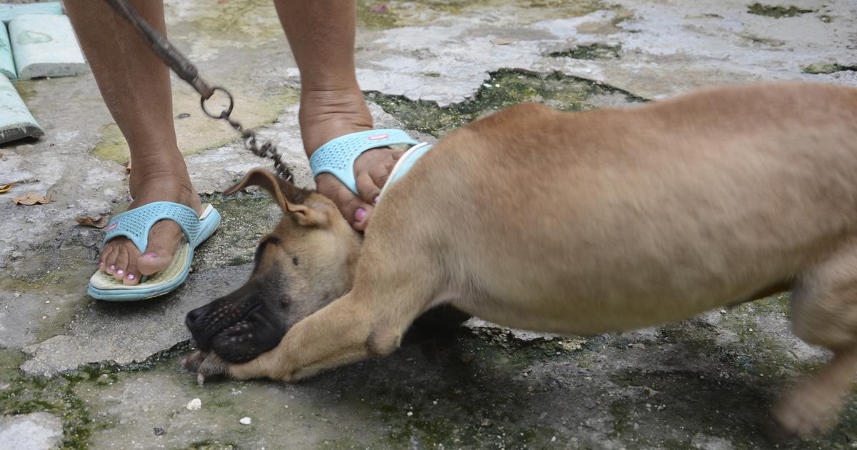 Criminalizar el maltrato animal