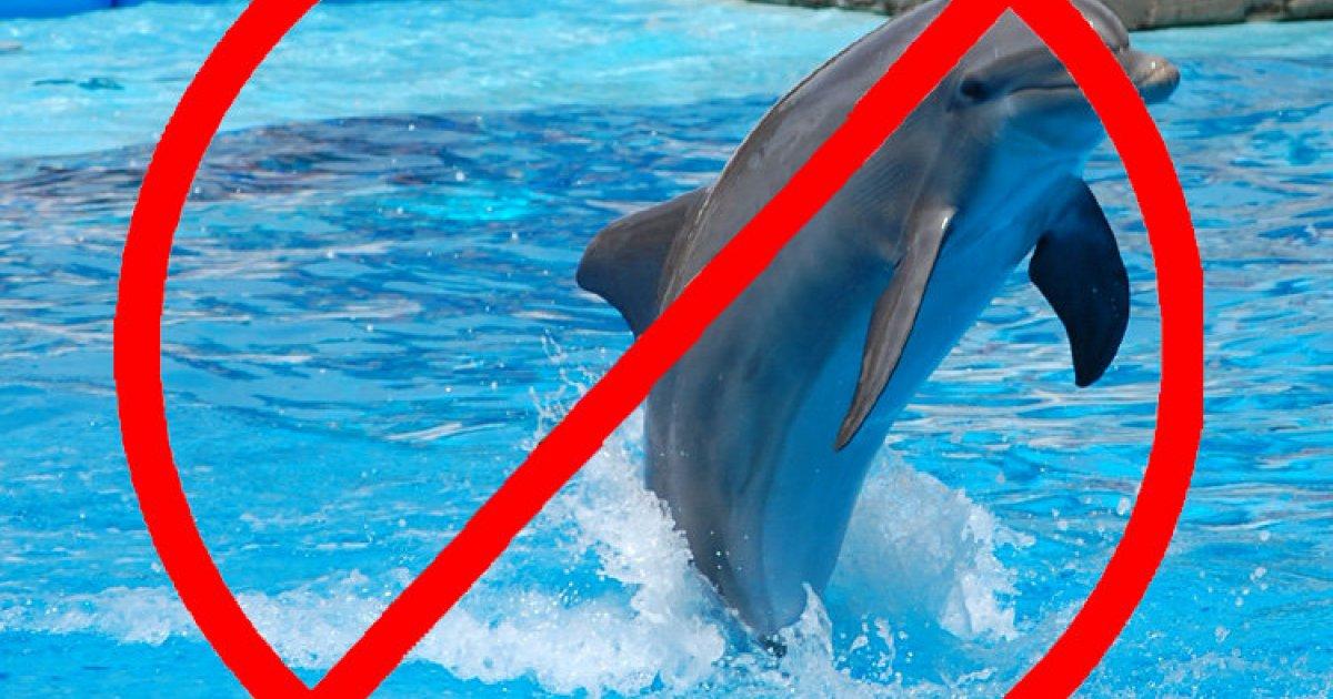 Parar a construção de um aquário de golfinhos