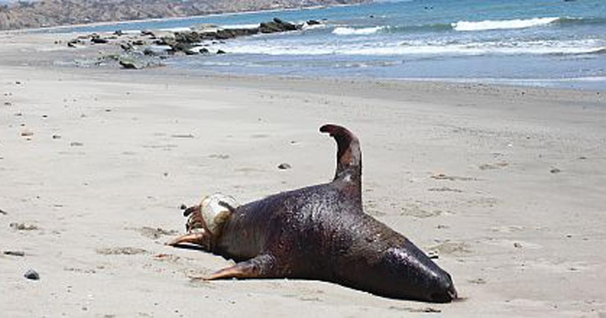 Recojan o entierren los lobos marinos varados en las playas de la zona