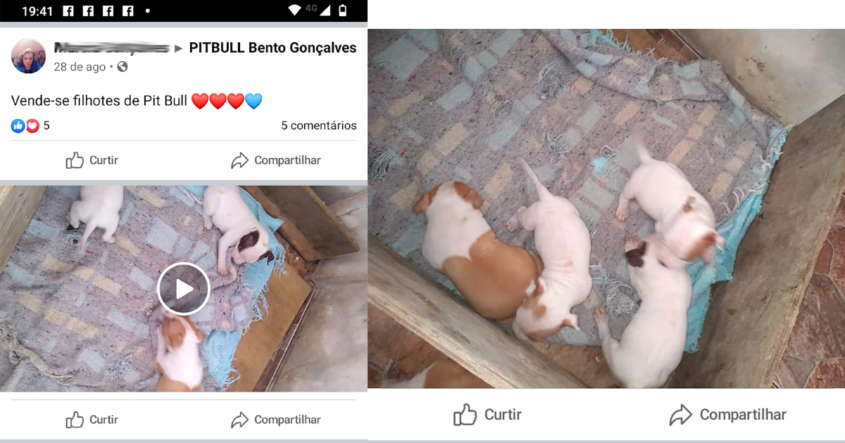 Facebook no permita la venta de animales en su plataforma